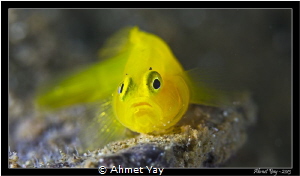 Yellow Pygmy Goby, Lubricogobius exiguus
Anilao, 2013
C... by Ahmet Yay 
